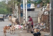 ಬೆಂಗಳೂರು ರಸ್ತೆಯಲ್ಲಿ ಬೀದಿ ನಾಯಿಗಳ ಹಾವಳಿ: ಸಾರ್ವಜನಿಕರಲ್ಲಿ ಆತಂಕ ನೂರಾನಿ ಹೋಟೆಲ್ನಿಂದ ಬೆಂಕಿ ಮಾರಮ್ಮ ದೇವಸ್ಥಾನದವರೆಗೆ ಸಂಚಾರ ದುಸ್ತರ – ತಕ್ಷಣ ಕ್ರಮಕ್ಕೆ ಸಾರ್ವಜನಿಕರ ಆಗ್ರಹ