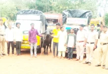 ಎಮ್ಮೆ ಕಳ್ಳತನ ಪ್ರಕರಣ ಭೇದಿಸಿದ ಜಮಖಂಡಿ ಗ್ರಾಮೀಣ ಪೊಲೀಸರು6 ಆರೋಪಿಗಳ ಬಂಧನ – ಎರಡು ವಾಹನ ವಶ, ಮೂರು ಎಮ್ಮೆ ಪತ್ತೆ