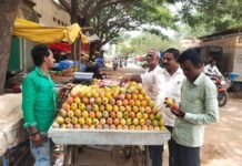 ಇಳುವರಿ ಕುಸಿತ;ಸಂಕಷ್ಟದಲ್ಲಿ ಮಾವು ಬೆಳೆಗಾರರು