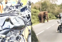 ಶಿಕ್ಷಕರ ಮೇಲೆ ಕಾಡಾನೆ ದಾಳಿ, ಅಲ್ಪದರಲ್ಲಿ ಬಚಾವ್!
