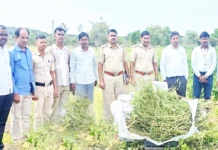 3.75 ಲಕ್ಷ ರೂ.ಮೌಲ್ಯದ 7 ಕೆ.ಜಿ.ಗಾಂಜಾ ಜಪ್ತಿ