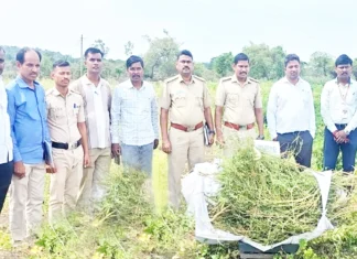 3.75 ಲಕ್ಷ ರೂ.ಮೌಲ್ಯದ 7 ಕೆ.ಜಿ.ಗಾಂಜಾ ಜಪ್ತಿ