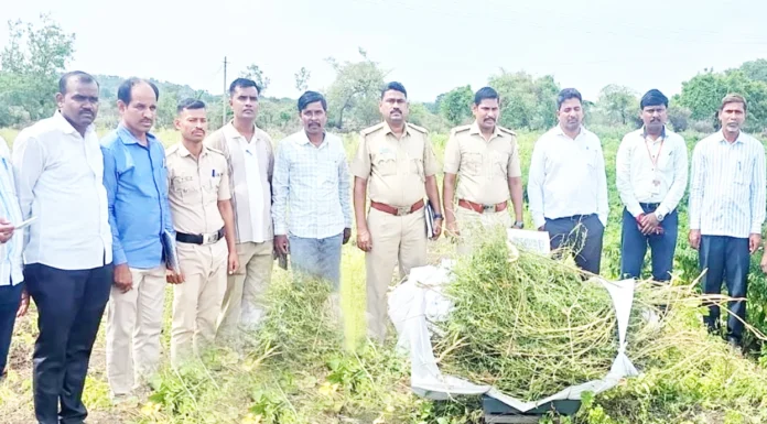 3.75 ಲಕ್ಷ ರೂ.ಮೌಲ್ಯದ 7 ಕೆ.ಜಿ.ಗಾಂಜಾ ಜಪ್ತಿ