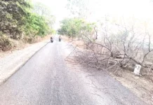 ಅಪಾಯಕ್ಕೆ ಆಹ್ವಾನ: ರಸ್ತೆ ಮೇಲೆ ಬಿದ್ದಿರುವ ಮರ