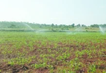 ಕೈಕೊಟ್ಟ ಮಳೆ: ಭೀತಿಯಲ್ಲಿ ರೈತ