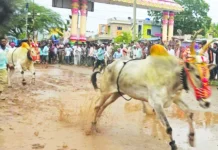 ಸಂಭ್ರಮದ ಕಾರಹುಣ್ಣಿಮೆ