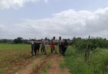 ಮಳೆ ಕೊರತೆ : ಕೃಷಿ ಚಟುಟಿಕೆಗೆ ಹಿನ್ನಡೆ