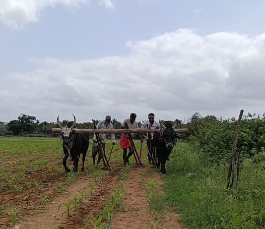 ಮಳೆ ಕೊರತೆ : ಕೃಷಿ ಚಟುಟಿಕೆಗೆ ಹಿನ್ನಡೆ