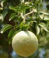 ಬೆಲ್ಲದ ಹಣ್ಣಿನಲ್ಲಿದೆ ಔಷಧೀಯ ಗುಣ