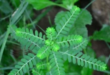 ನೆಲನೆಲ್ಲ ಬಗ್ಗೆ ಗೊತ್ತೆ