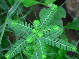 ನೆಲನೆಲ್ಲ ಬಗ್ಗೆ ಗೊತ್ತೆ