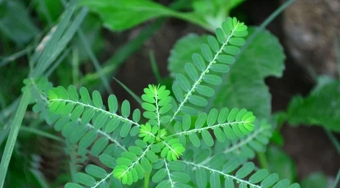 ನೆಲನೆಲ್ಲ ಬಗ್ಗೆ ಗೊತ್ತೆ