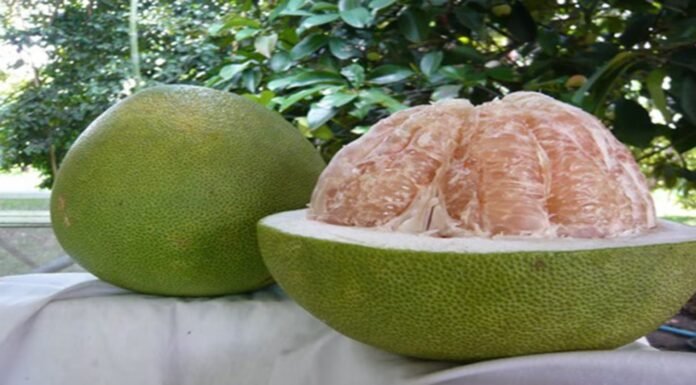 ಚಕೋತ ಹಣ್ಣಿನ ಉಪಯೋಗ