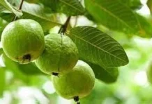 ಬೊಜ್ಜು ಕರಗಿಸಲು ಸೀಬೆ ಮದ್ದು