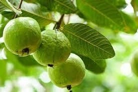 ಬೊಜ್ಜು ಕರಗಿಸಲು ಸೀಬೆ ಮದ್ದು