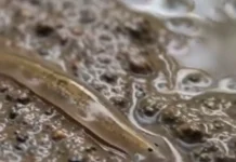 ಕುಕ್ಕರಹಳ್ಳಿ ಕೆರೆಯಲ್ಲಿ ಅದ್ಭುತ ಜೀವ