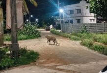 ಆವತಿ ಸುತ್ತಮುತ್ತ ಚಿರತೆ ಪ್ರತ್ಯಕ್ಷ