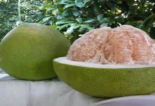 ಚಕೋತ ಹಣ್ಣಿನ ಉಪಯೋಗ