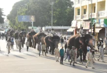 ಗಜಪಡೆಗೆ ತೂಕ ಪರೀಕ್ಷೆ