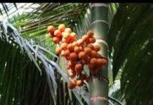ಅಡಿಕೆ, ಕಾಳುಮೆಣಸು: ಹವಾಮಾನ ಆಧಾರಿತ ಬೆಳೆವಿಮೆ ಯೋಜನೆ ಜಾರಿ