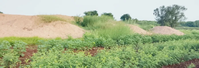 yadgir 2