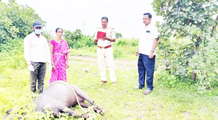 ಹಾವು ಕಡಿದು ಎಮ್ಮೆ ಸಾವು