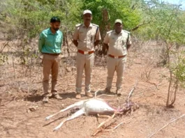 ಜಿಂಕೆ ಬೇಟೆ- ಕತ್ತರಿಸಿದ ಸ್ಥಿತಿಯಲ್ಲಿ ಮೃತದೇಹ ಪತ್ತೆ