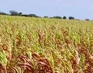 ಒಣಗುತ್ತಿರುವ ಬೆಳೆಗಳು: ಬರಪೀಡಿತ ಘೋಷಣೆಗೆ ಆಗ್ರಹ
