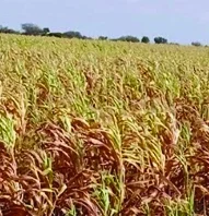 ಒಣಗುತ್ತಿರುವ ಬೆಳೆಗಳು: ಬರಪೀಡಿತ ಘೋಷಣೆಗೆ ಆಗ್ರಹ
