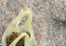 ಗಾಂಜಾ ವ್ಯಾಪಾರ, ಸೇವನೆ – ಆರು ಬಂಧನ