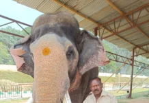 ಮೂರು ದಶಕ ಸೇವೆ ಸಲ್ಲಿಸಿರುವ ಪ್ರಶಾಂತ ಆನೆಗೆ ಈ ಬಾರಿ ಅಂಬಾರಿ ಹೊರುವ ಗೌರವ