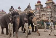 ಮೈಸೂರು ಅರಮನೆ ಮುಂಭಾಗ ಜಂಬೂ ಸವಾರಿ ತಾಲೀಮು